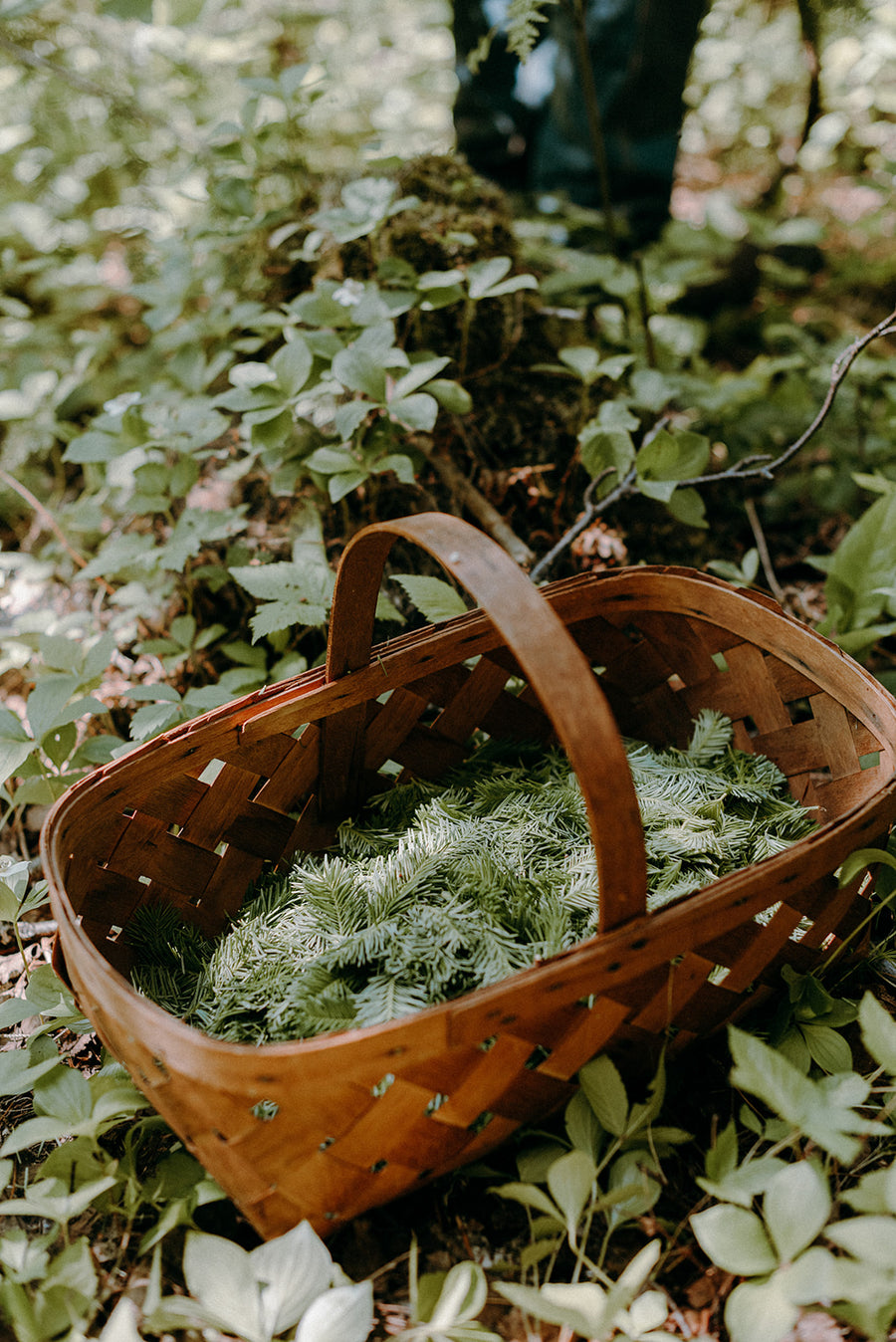 Macérât huileux de sapin baumier - Les Mauvaises Herbes