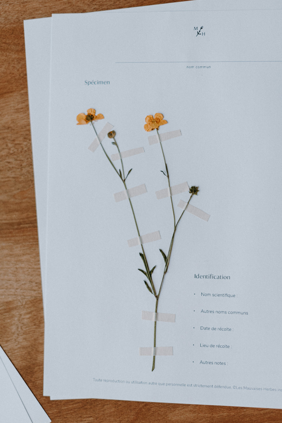 Mon herbier de mauvaises herbes (ebook) - Les Mauvaises Herbes