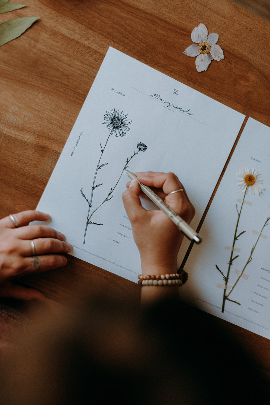 Mon herbier de mauvaises herbes (ebook) - Les Mauvaises Herbes