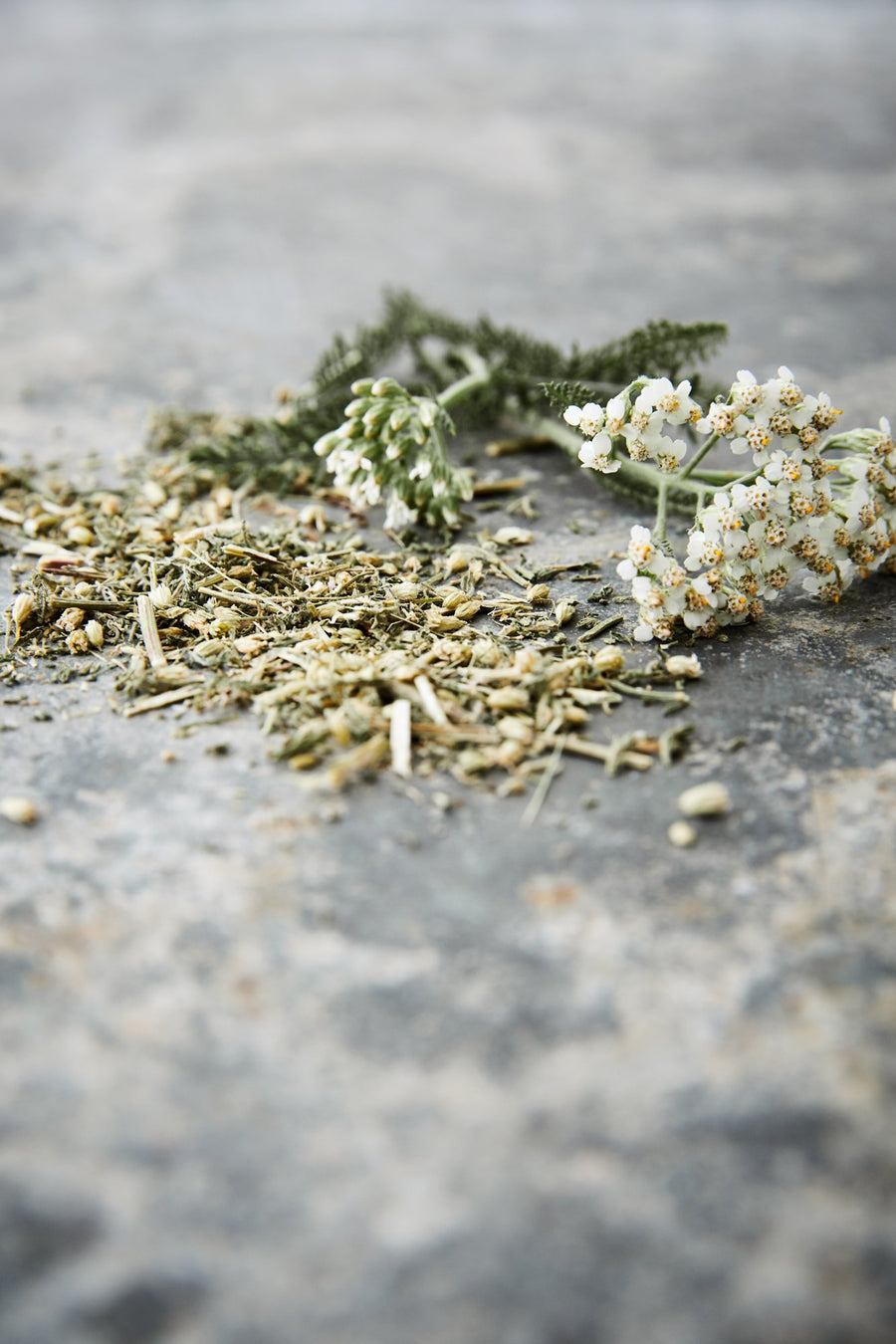 Achillée millefeuille bio - Les Mauvaises Herbes