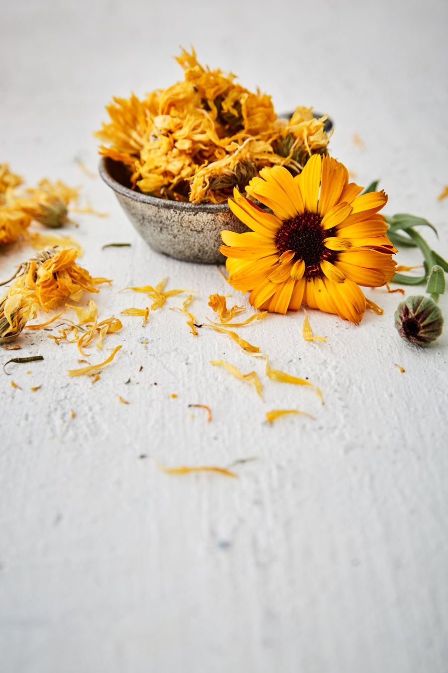 Calendula bio - Les Mauvaises Herbes