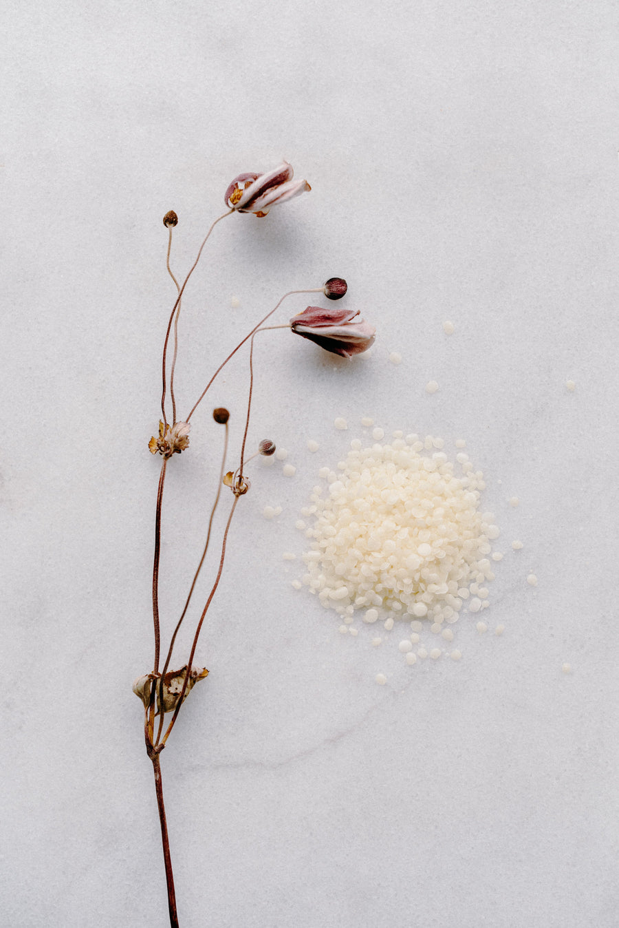 Cire de tournesol - Les Mauvaises Herbes