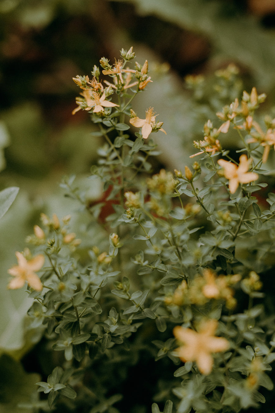Macérât huileux de millepertuis - Les Mauvaises Herbes