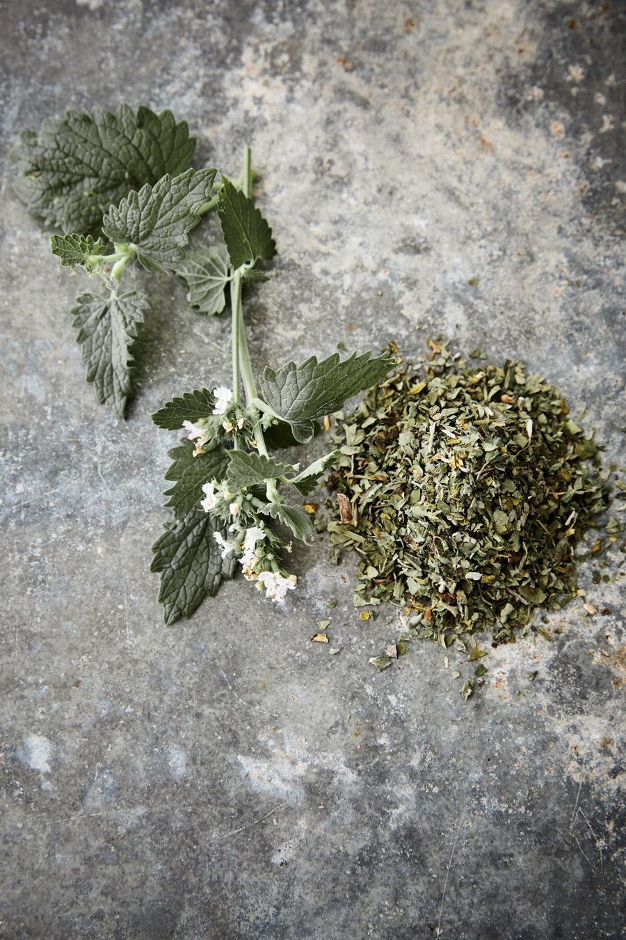 Cataire bio - Les Mauvaises Herbes